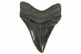 Fossil Megalodon Tooth - South Carolina #340281-2